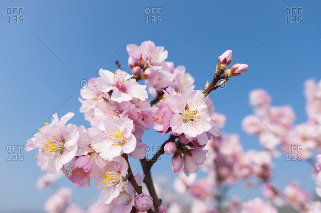 Close-up of pink almond blossom branches in spring against a sunny, blue sky in Germany