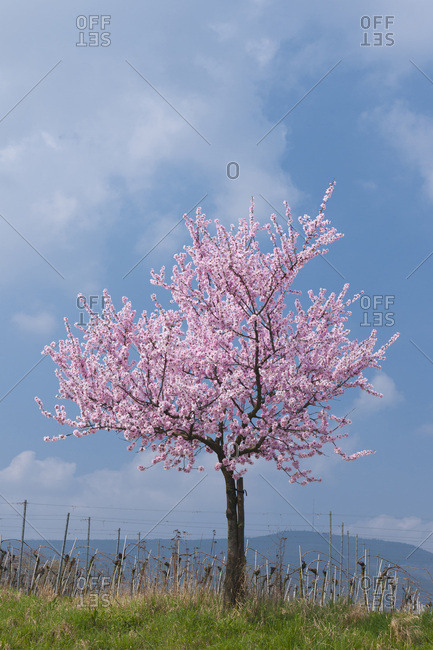 Almond tree with pink blossoms in spring, Germany
