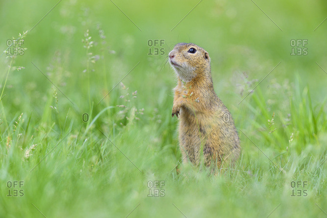 Portrait of European ground squirrel (Spermophilus citellus) standing on hind legs in field in Burgenland, Austria