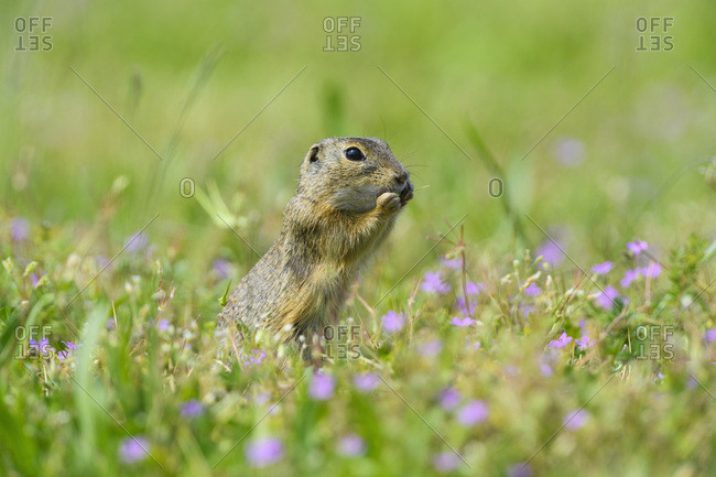 Close-up of European ground squirrel (Spermophilus citellus) standing on hind legs eating plants in field in Burgenland, Austria