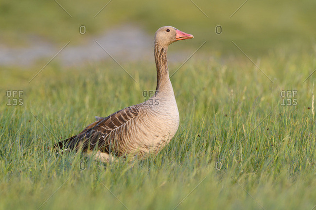 Profile portrait of a greylag goose (Anser anser) standing in a grassy field at Lake Neusiedl in Burgenland, Austria