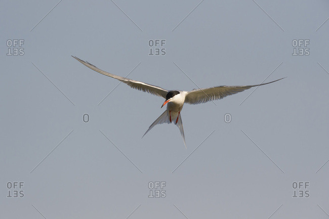 Front view of a common tern (Sterna hirundo) in flight, sunlit against a grey sky over Lake Neusiedl in Burgenland, Austria