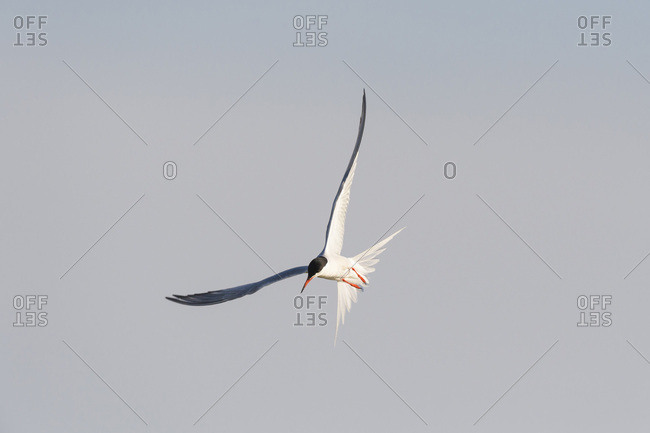 Common tern (Sterna hirundo) in flight, sunlit against a grey sky at Lake Neusiedl in Burgenland, Austria