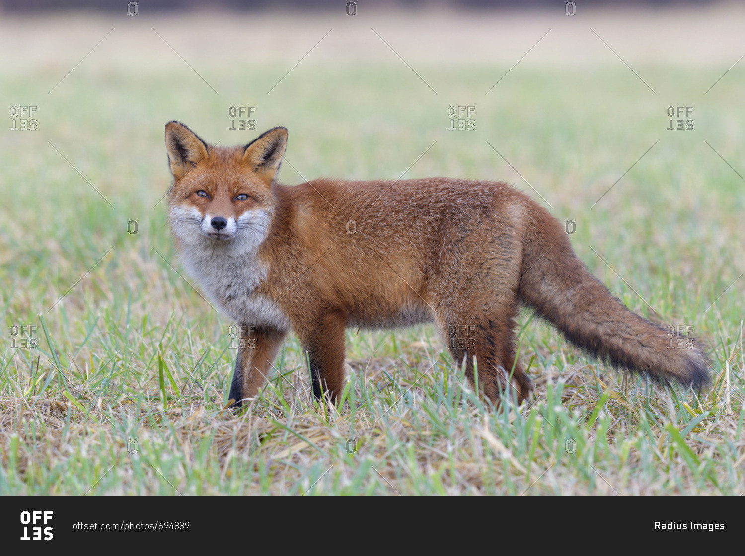 fox in deutschland schauen fox in deutschland schauen