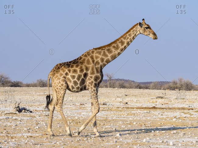 Africa- Namibia- Etosha National Park- Giraffe- Giraffa camelopardalis
