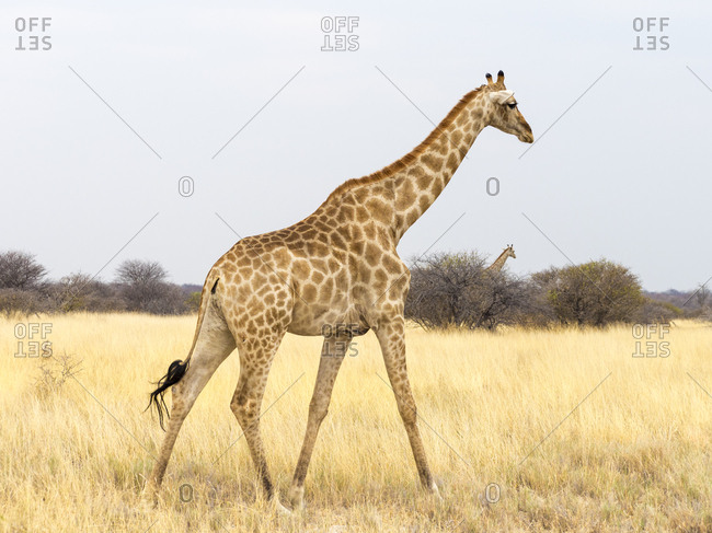 Africa- Namibia- Etosha National Park- Giraffe- Giraffa camelopardalis