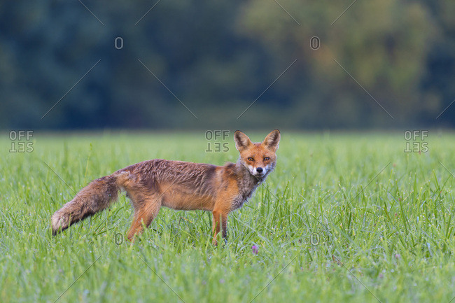 Portrait of alert red fox (Vulpes vulpes) looking at camera standing on a grassy meadow in summer, Hesse, Germany
