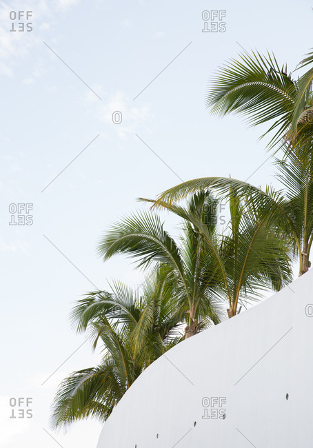 Palm tree fronds above white building at resort