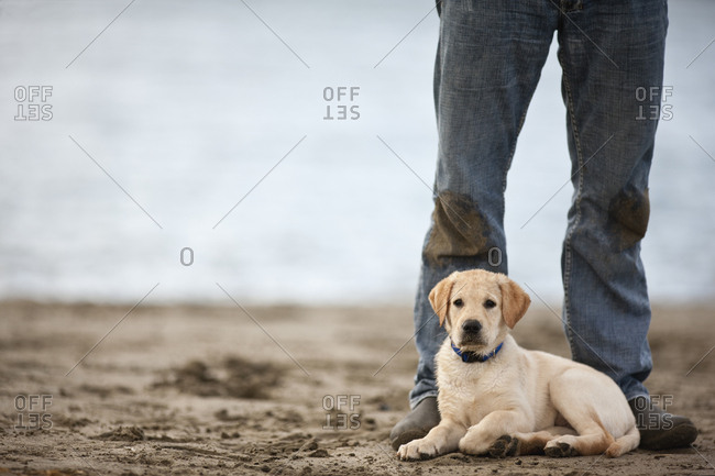 Puppy on beach, lying at owner's feet