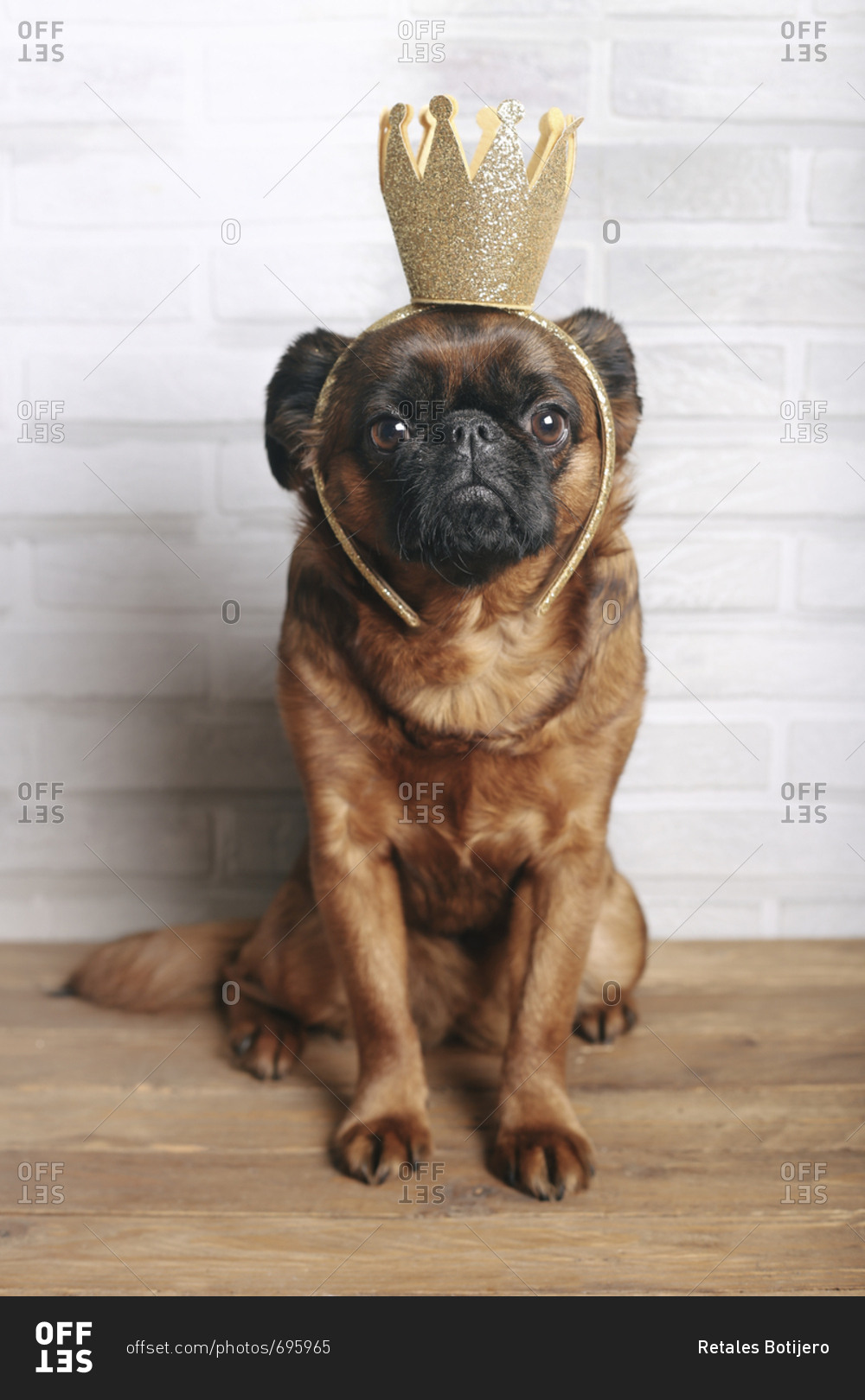 Full length of portrait of Brussels Griffon dog wearing crown and ...