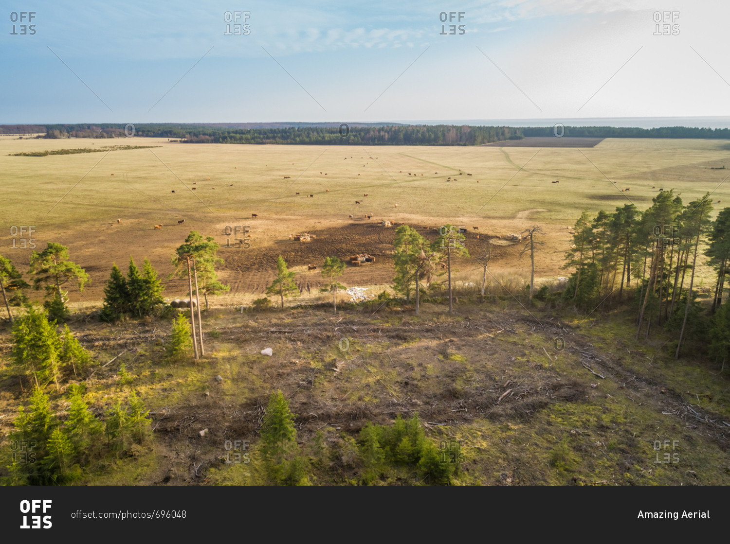 Aerial view of beautiful agricultural land with farm animals at island of Vormsi, Estonia