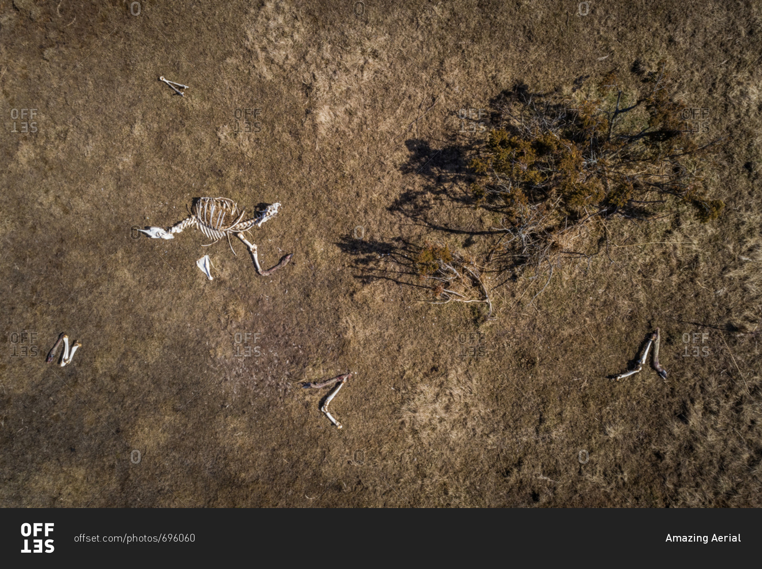 Aerial view of animal skeleton on the beach on the island of Vormsi, Estonia