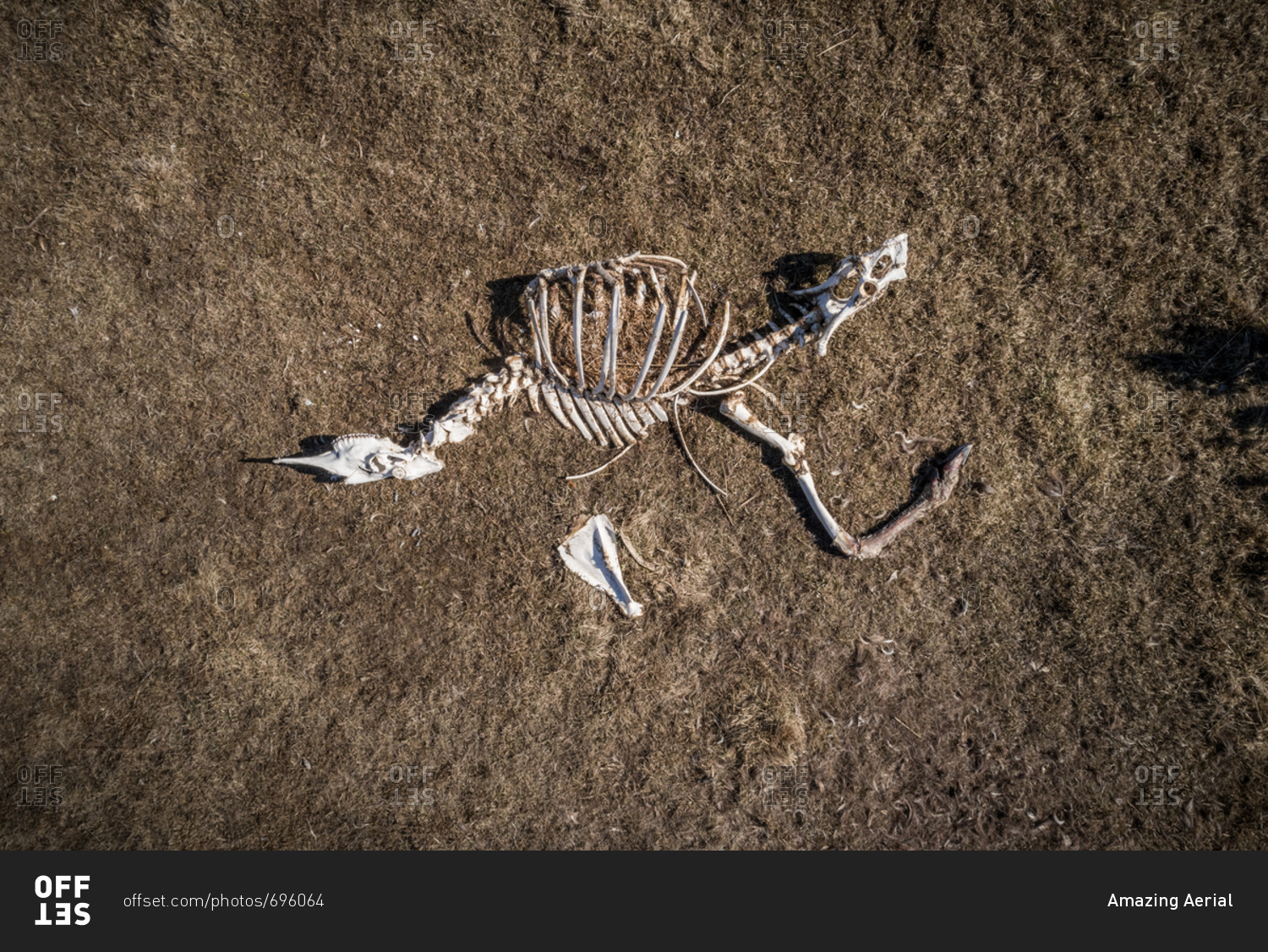 Aerial view of animal skeleton on the beach on the island of Vormsi, Estonia