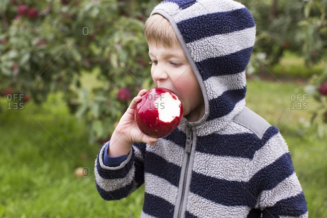 Child biting into a large red apple at an orchard