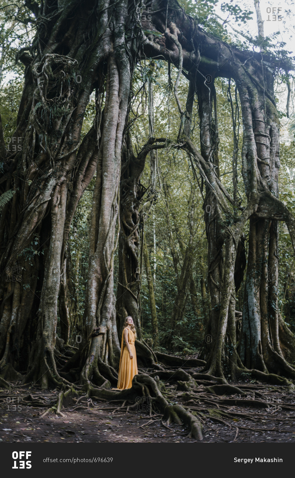 Blonde woman wearing golden dress standing by a banyan tree stock photo ...