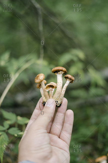 Man holding a mushroom cluster