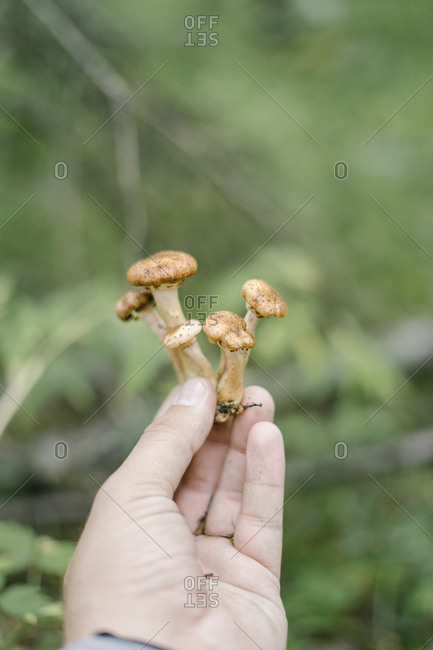 Man holding a fresh picked mushroom cluster