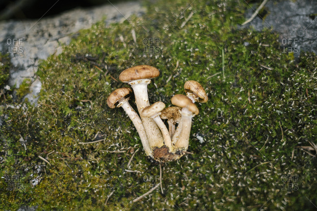 Mushroom cluster on a pile of moss