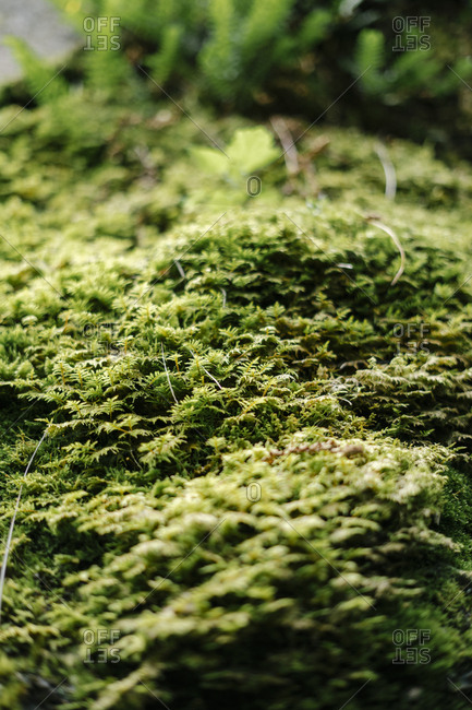 Close up of a green moss