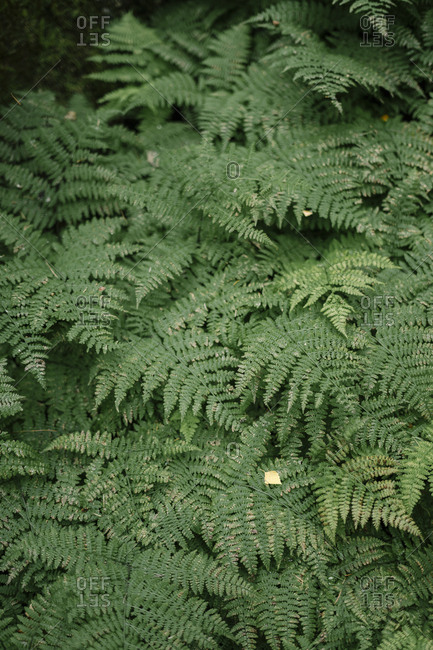 Cluster of ferns