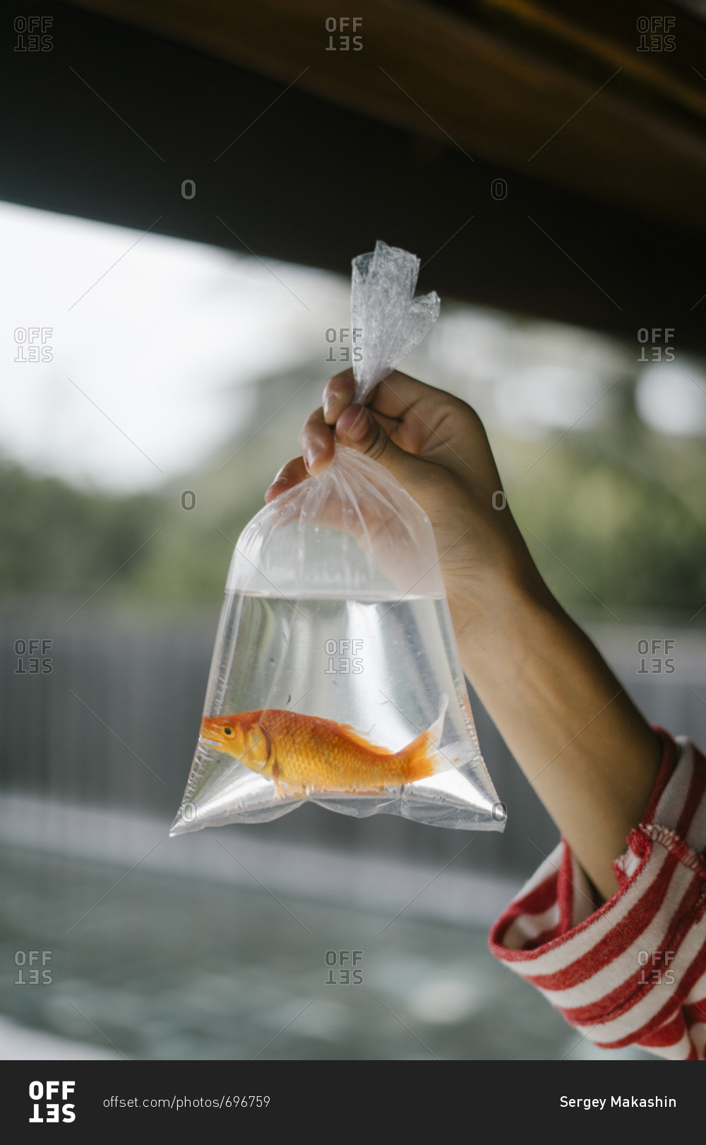 Goldfish in a clear plastic bag being held up by a woman's hand stock