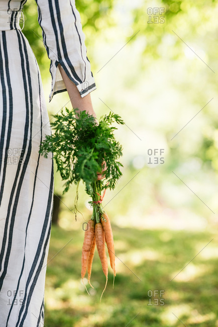 Rearview of arm of woman holding bunch of fresh carrots by stems in summery garden setting