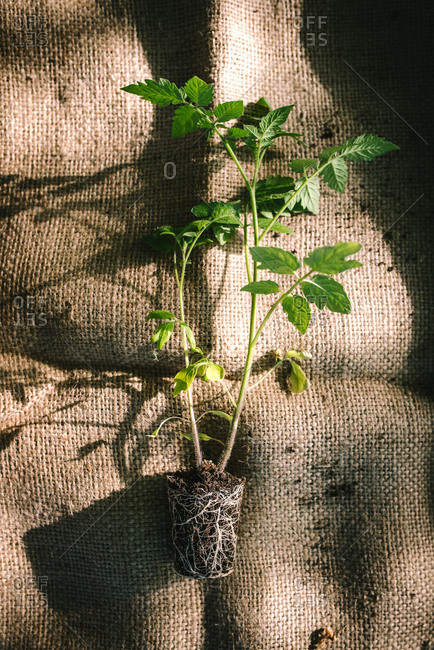 Young tomato plant lying on sack cloth waiting to be replanted