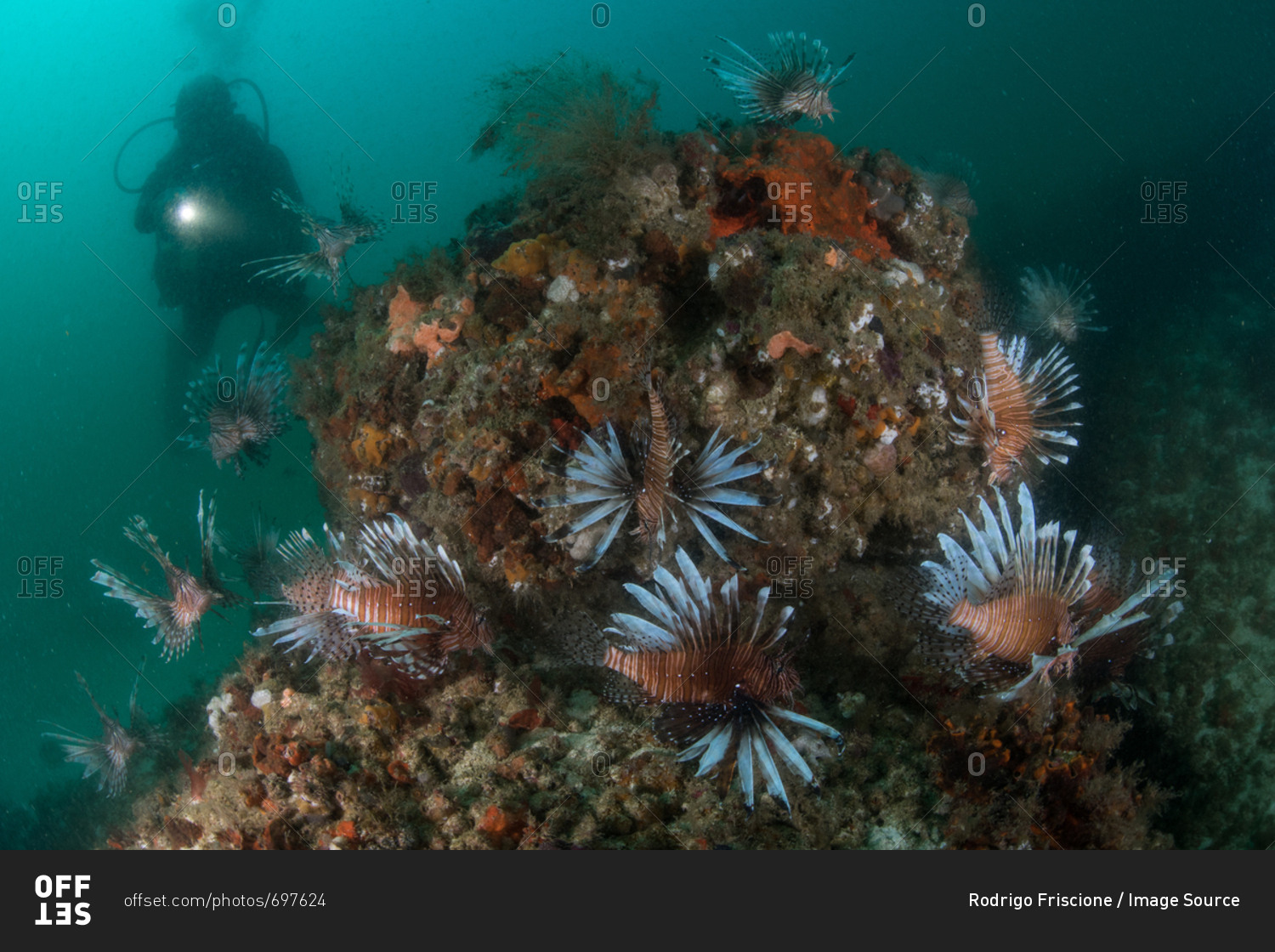 Underwater shot of diver and group of invasive lionfish, Quintana Roo, Mexico