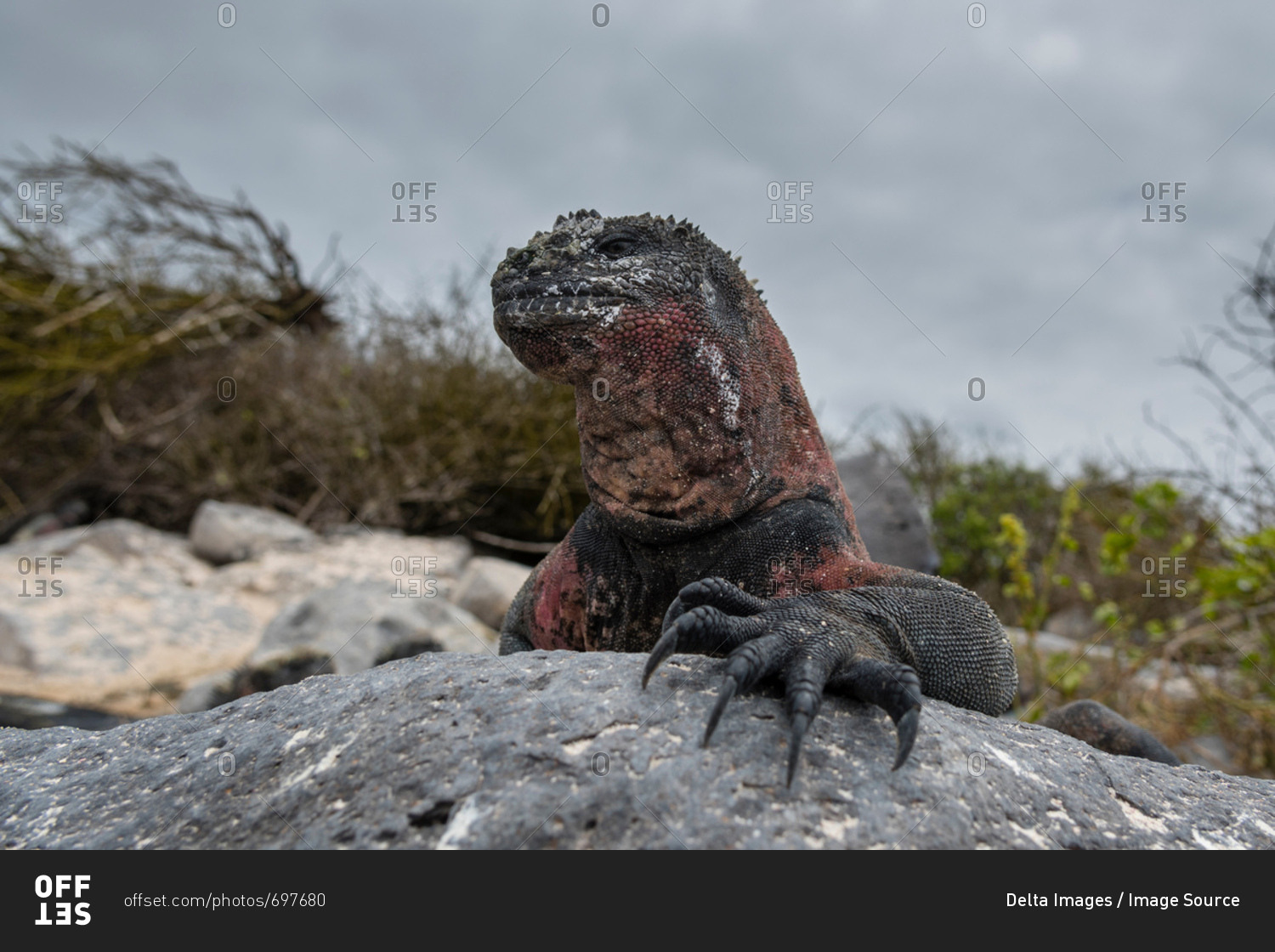 Marine Iguana (Amblyrhynchus cristatus) on coastal rock, Punta Suarez, Espanola Island, Galapagos Islands, Ecuador