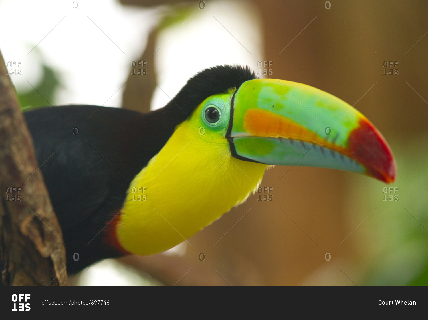 Close-up of a colorful keel-billed toucan