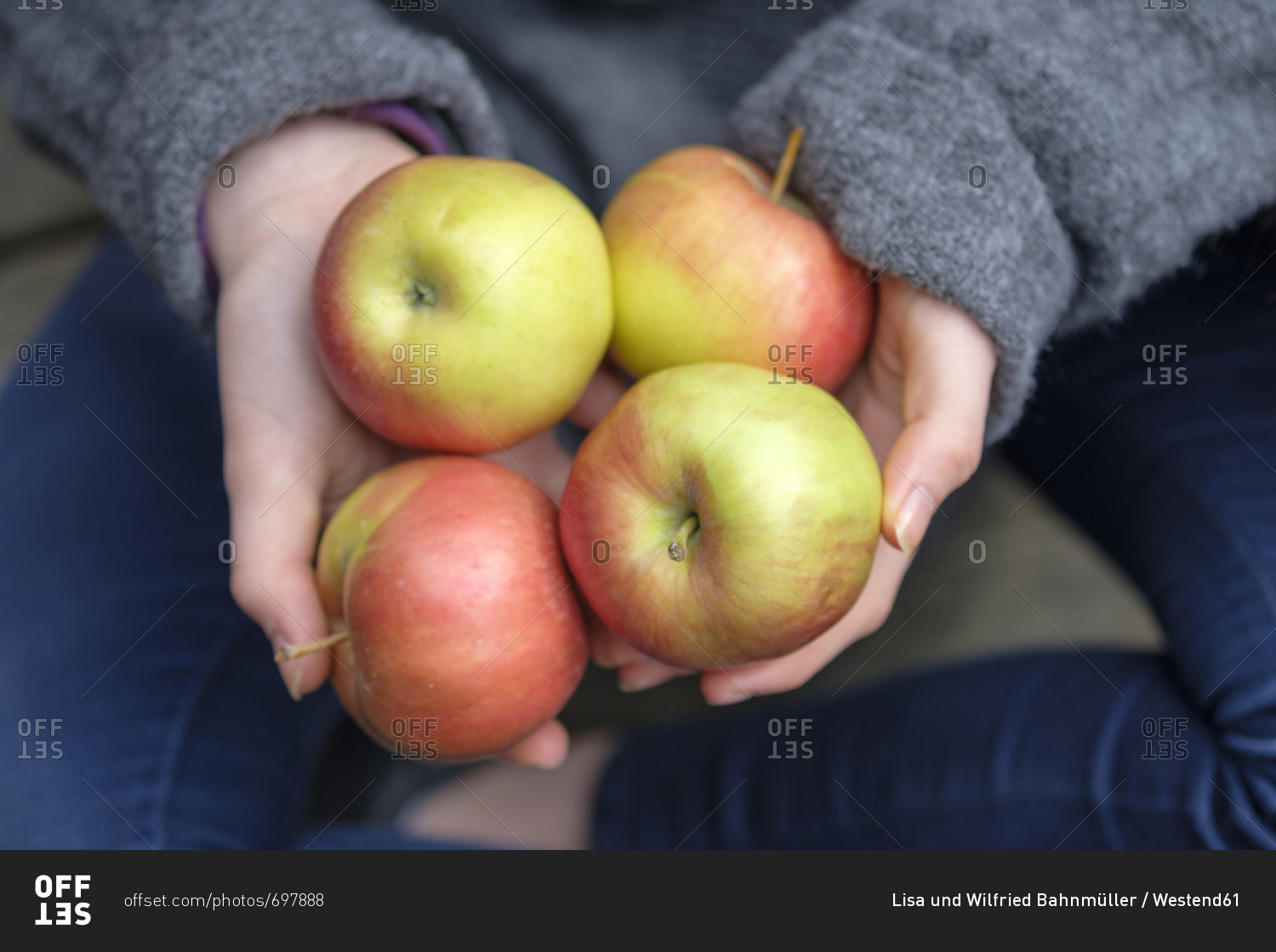 Hands holding four apples- close-up