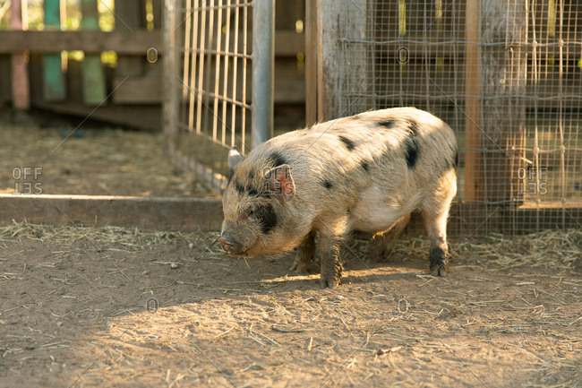 Small pig standing nonchalantly against pen fencing at sunset