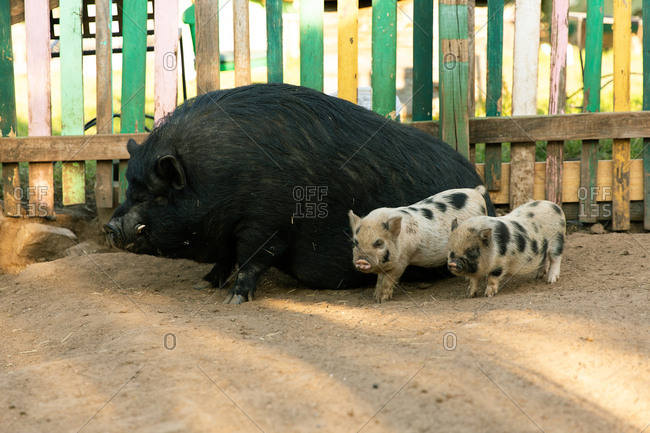 Two spotted piglets standing next to large mother pig in farm pen