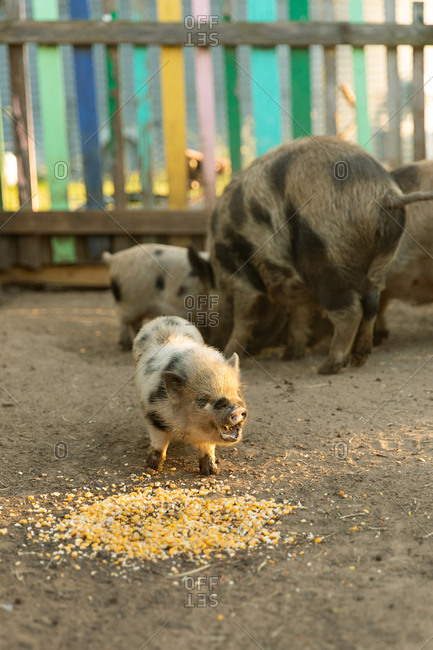 Hungry piglet with expressive face standing in front of pile of feed