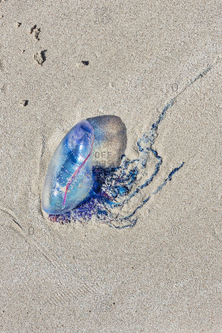 Jellyfish man of War (Physalia physalis) on sand at beach, Havana, Cuba