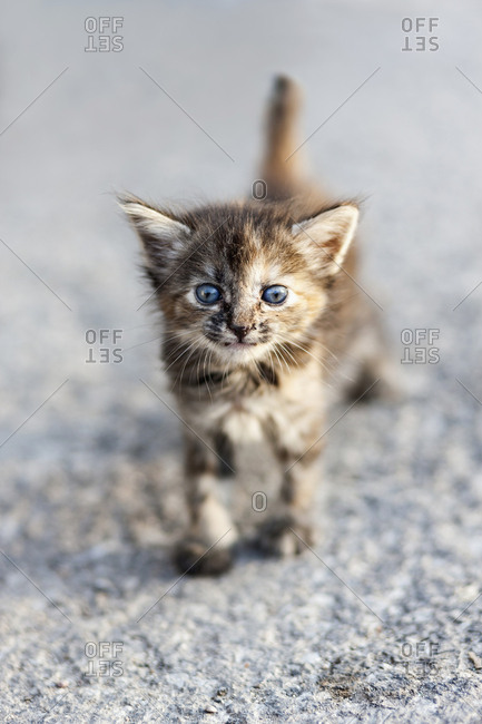 Young cat, Havana, Cuba