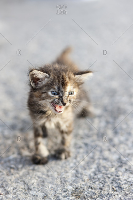 Aggressive young cat, Havana, Cuba