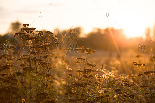 Golden field filled with sunlight