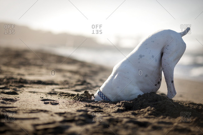 Dog digging in the sand on a beach