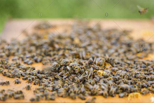 Close up of Honeybees inside a beehive.