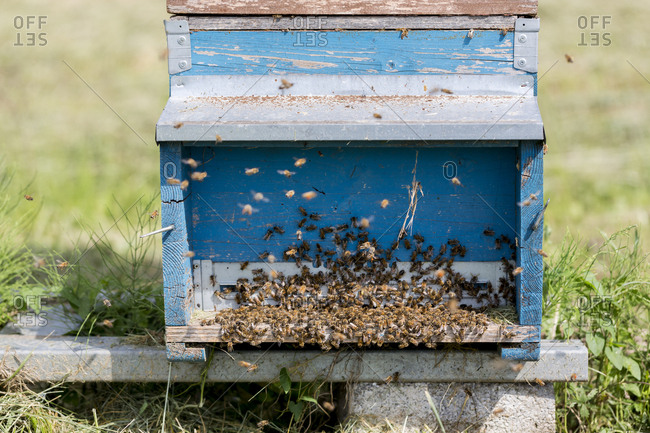 Close up of Honeybees inside a beehive.