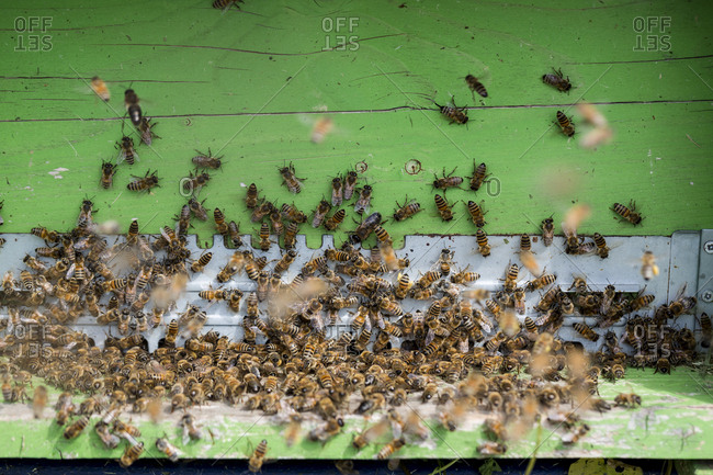 Close up of Honeybees inside a beehive.