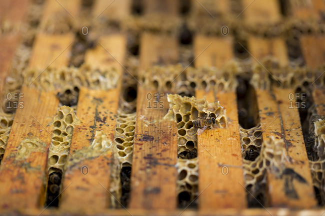 Close up of Honeybees inside a beehive.