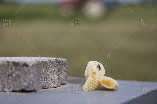Close up of Honeybees inside a beehive.