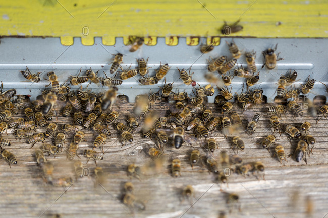 Close up of Honeybees inside a beehive.