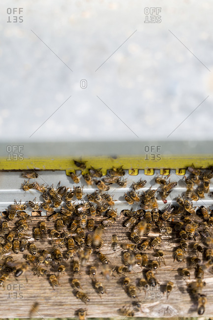 Close up of Honeybees inside a beehive.