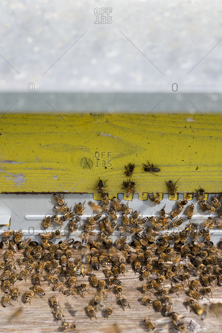 Close up of Honeybees inside a beehive.
