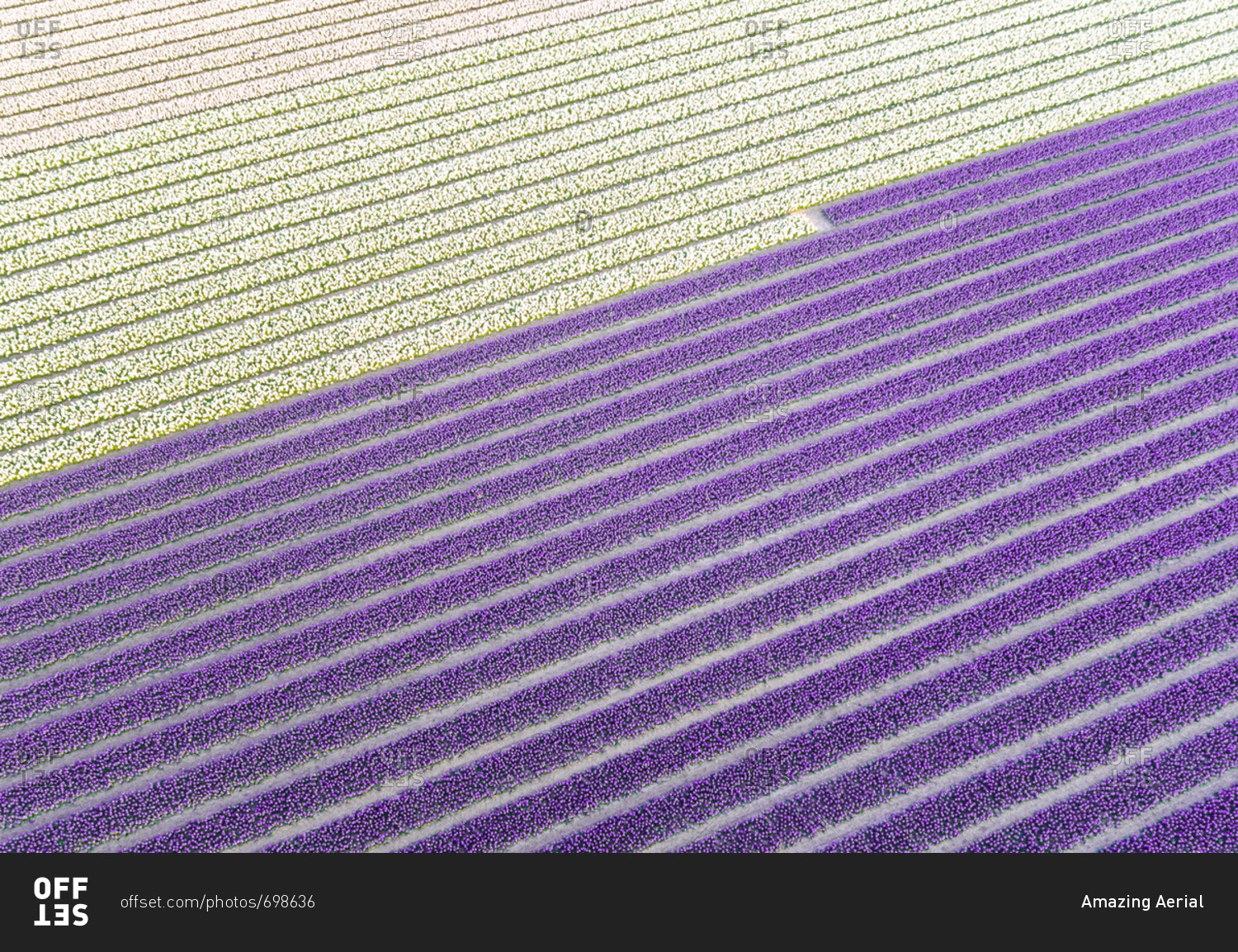 Aerial view of white and purple rows of tulips at Keukenhof botanical garden in Lisse, Netherlands