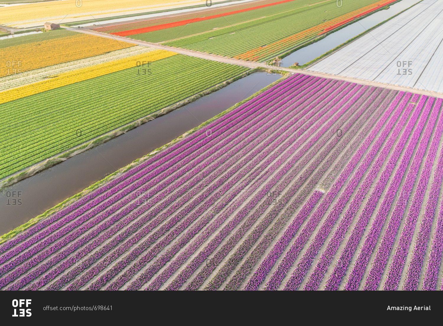 Amazing aerial view of colorful blossoming fields of tulips in Lisse, Netherlands