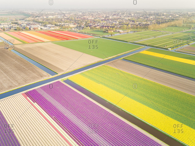 Aerial view of amazing colorful blossoming flower fields in Lisse, Netherlands